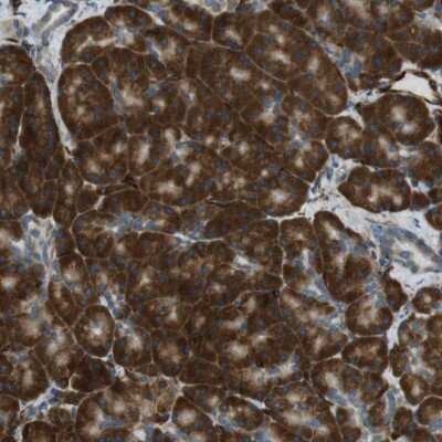 Immunohistochemistry-Paraffin: ODR4/TTG1 Antibody [NBP1-82177]