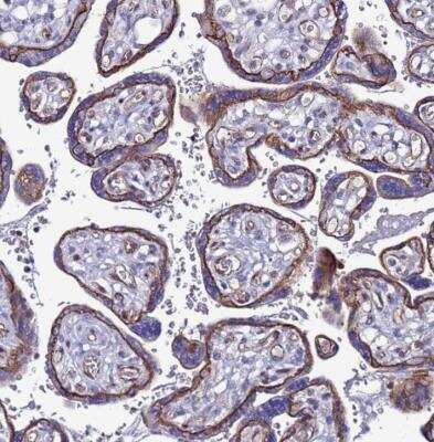 Immunohistochemistry-Paraffin: ODZ3 Antibody [NBP2-13687]