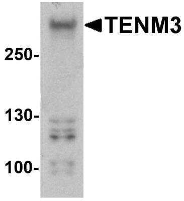 Western Blot: ODZ3 AntibodyBSA Free [NBP2-81974]