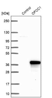 Western Blot: OFCC1 Antibody [NBP2-47348]