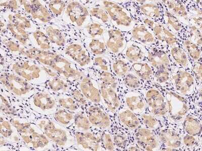 Immunohistochemistry-Paraffin: OFD1 Antibody [NBP2-99227]