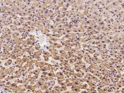 Immunohistochemistry-Paraffin: OFD1 Antibody [NBP2-99227]