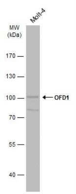 Western Blot: OFD1 Antibody [NBP1-32843]