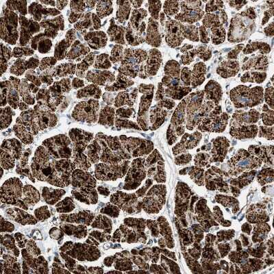 Immunohistochemistry-Paraffin: OGDH Antibody [NBP1-84948]
