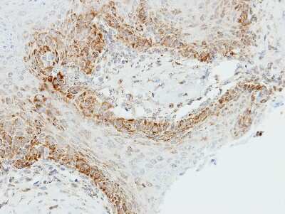 Immunohistochemistry-Paraffin: OGDH Antibody [NBP2-19622]