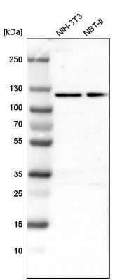 Western Blot: OGDH Antibody [NBP1-84948]