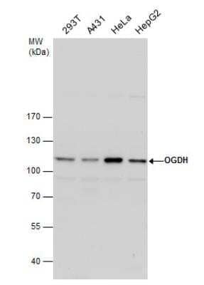 Western Blot: OGDH Antibody [NBP2-19622]