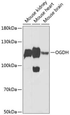 Western Blot: OGDH AntibodyBSA Free [NBP2-94086]