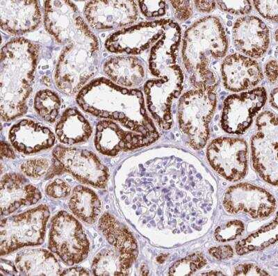Immunohistochemistry-Paraffin: OGDHL Antibody [NBP2-30896]