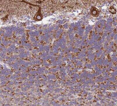 Immunohistochemistry-Paraffin: OGDHL Antibody [NBP2-30896]