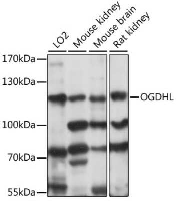 Western Blot: OGDHL AntibodyAzide and BSA Free [NBP2-94830]