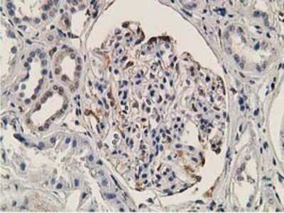 Immunohistochemistry-Paraffin: OGFOD1 Antibody (OTI1D9) [NBP2-00528]