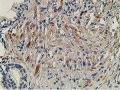 Immunohistochemistry-Paraffin: OGFOD1 Antibody (OTI1D9) [NBP2-00528]