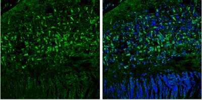 Immunohistochemistry-Frozen: OGFOD1 Antibody [NBP2-19624]