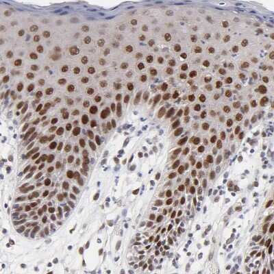 Immunohistochemistry-Paraffin: OGFOD1 Antibody [NBP1-83826]