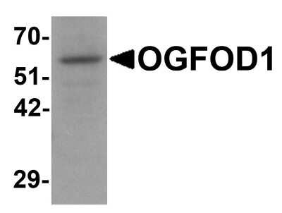 Western Blot: OGFOD1 AntibodyBSA Free [NBP1-76532]