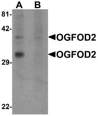 Western Blot: OGFOD2 AntibodyBSA Free [NBP1-76533]