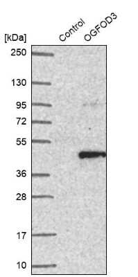 Western Blot: OGFOD3 Antibody [NBP2-14387]