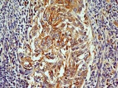 Immunohistochemistry: OGG1 Antibody (2B4) - Azide and BSA Free [NBP2-80891]