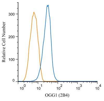 Flow (Intracellular): OGG1 Antibody (2B4) - BSA Free [NBP2-52724]
