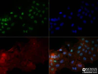 Immunocytochemistry/ Immunofluorescence: OGG1 Antibody (2B4) - BSA Free [NBP2-52724]