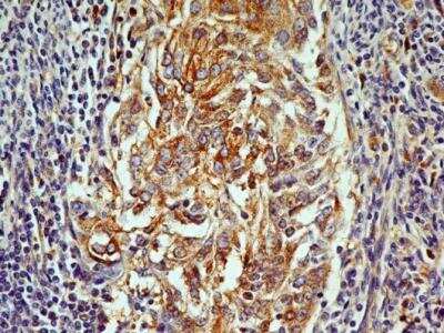 Immunohistochemistry-Paraffin: OGG1 Antibody (2B4) - BSA Free [NBP2-52724]