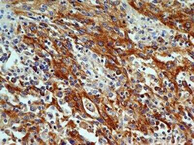 Immunohistochemistry-Paraffin: OGG1 Antibody (2B4) - BSA Free [NBP2-52724]