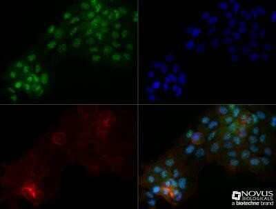 Immunocytochemistry/ Immunofluorescence: OGG1 Antibody (4E8) - Azide and BSA Free [NBP2-80890]