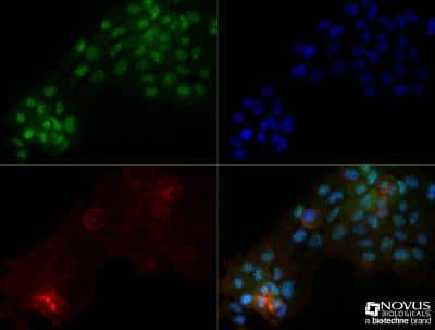 Immunocytochemistry/ Immunofluorescence: OGG1 Antibody (4E8) - BSA Free [NBP2-52722]