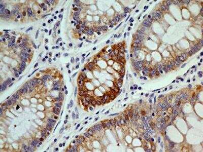 Immunohistochemistry-Paraffin: OGG1 Antibody (4E8) - BSA Free [NBP2-52722]
