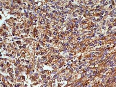Immunohistochemistry-Paraffin: OGG1 Antibody (4E8) - BSA Free [NBP2-52722]