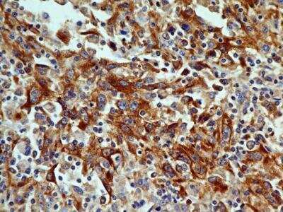 Immunohistochemistry-Paraffin: OGG1 Antibody (4E8) - BSA Free [NBP2-52722]
