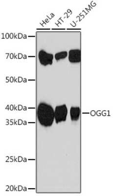 Western Blot: OGG1 Antibody (8V2Q9) [NBP3-16526]