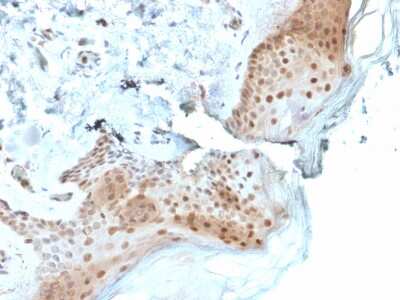 Immunohistochemistry-Paraffin: OGG1 Antibody (CPTC-OGG1-1) - Azide and BSA Free [NBP3-08481]