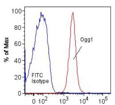 Flow Cytometry: OGG1 Antibody - BSA Free [NB100-106]