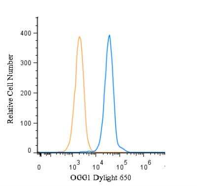 Flow (Intracellular): OGG1 Antibody - BSA Free [NB100-106]