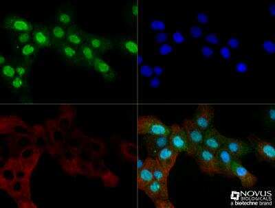 Immunocytochemistry/ Immunofluorescence: OGG1 Antibody - BSA Free [NB100-106]