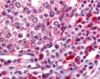 Immunohistochemistry: OGG1 Antibody - BSA Free [NB100-106]