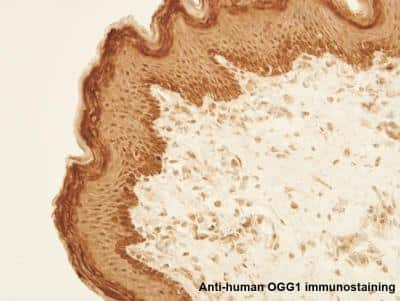 Immunohistochemistry-Paraffin: OGG1 Antibody - BSA Free [NB100-106]