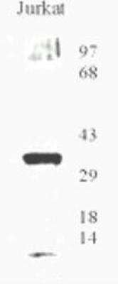 Western Blot: OGG1 AntibodyBSA Free [NB100-106]