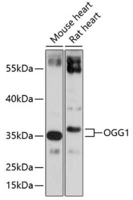 Western Blot: OGG1 AntibodyBSA Free [NBP2-95147]