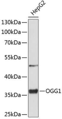 Western Blot: OGG1 AntibodyBSA Free [NBP2-95254]