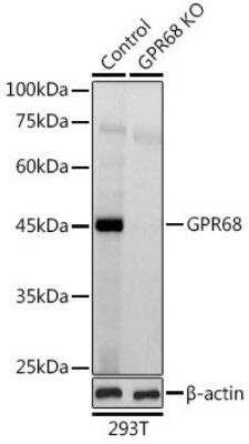 Knockout Validated: OGR1 Antibody - BSA Free [NBP2-93067]