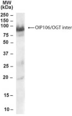 Western Blot: OIP106 Antibody [NB300-955]