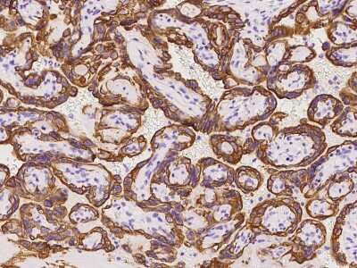 Immunohistochemistry-Paraffin: OLAH Antibody [NBP2-98493]