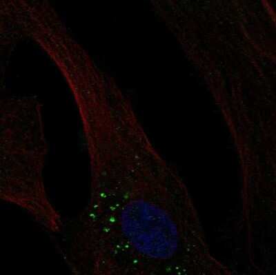 Immunocytochemistry/ Immunofluorescence: OLFM-L3 Antibody [NBP2-68601]