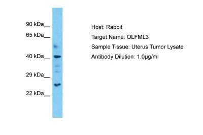 Western Blot: OLFM-L3 Antibody [NBP2-87981]