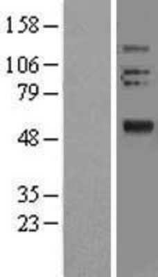 Western Blot: Olfactomedin-2/Noelin-2 Overexpression Lysate [NBL1-13926]