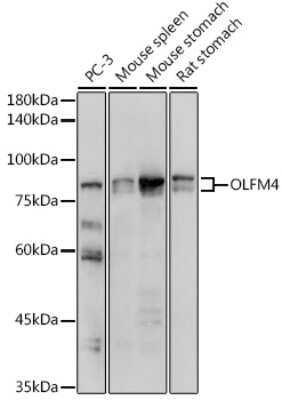 Western Blot: OLFM4 AntibodyAzide and BSA Free [NBP2-94723]