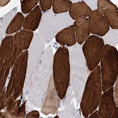 Immunohistochemistry-Paraffin: OLFML1 Antibody [NBP1-86875]